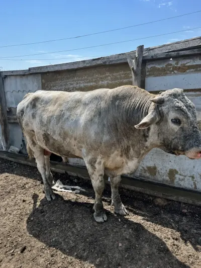 Dana — Heyvanlar, Quşlar, Balıqlar, Bakı