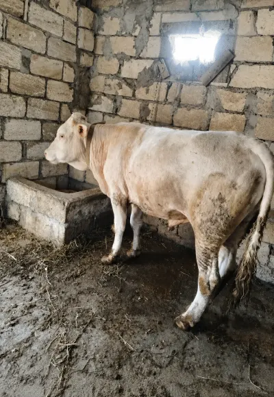 DANALAR — Heyvanlar, Quşlar, Balıqlar, Bakı