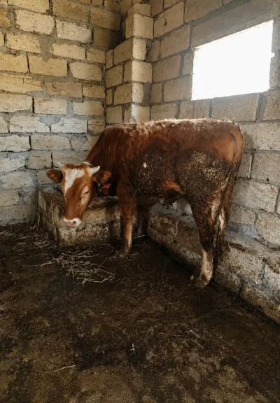 Danalar — Heyvanlar, Quşlar, Balıqlar, Bakı — şəkil 3