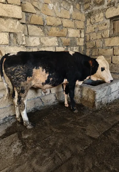 Danalar — Heyvanlar, Quşlar, Balıqlar, Bakı — şəkil 2