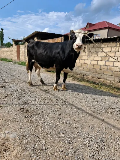 İNƏK — Heyvanlar, Quşlar, Balıqlar, Xaçmaz
