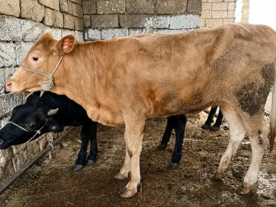 Düyələr — Heyvanlar, Quşlar, Balıqlar, Bakı — şəkil 2