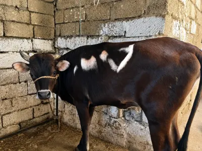 Düyələr — Heyvanlar, Quşlar, Balıqlar, Bakı — şəkil 5