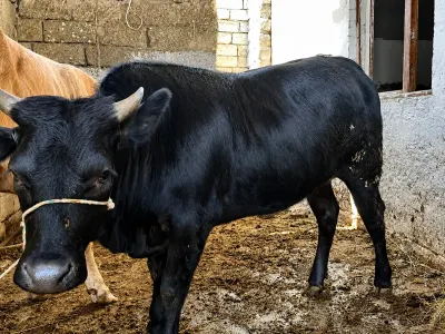 DÜYƏLƏR — Heyvanlar, Quşlar, Balıqlar, Bakı
