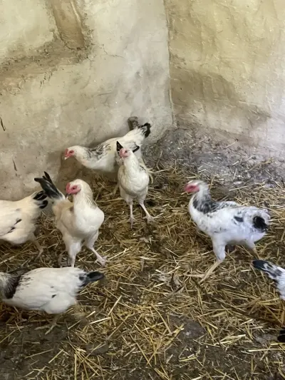 Toyuqlar — Heyvanlar, Quşlar, Balıqlar, Bakı — şəkil 7