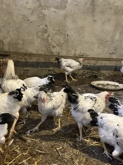 Toyuqlar — Heyvanlar, Quşlar, Balıqlar, Bakı — şəkil 5