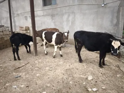 Düyələr — Heyvanlar, Quşlar, Balıqlar, Bakı — şəkil 5
