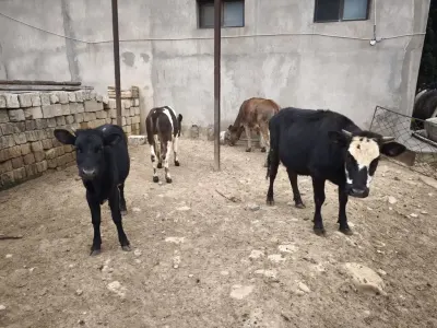 Düyələr — Heyvanlar, Quşlar, Balıqlar, Bakı — şəkil 2