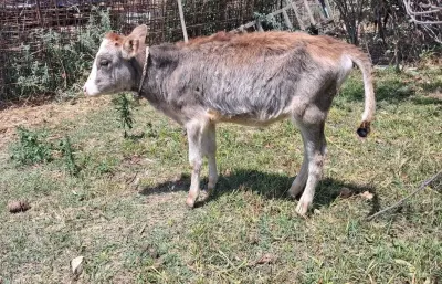 Buzov — Heyvanlar, Quşlar, Balıqlar, Bakı