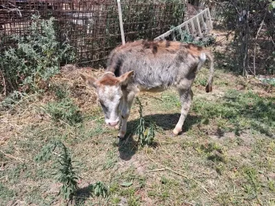 Buzov — Heyvanlar, Quşlar, Balıqlar, Bakı — şəkil 2