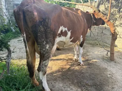 İnək — Heyvanlar, Quşlar, Balıqlar, Bakı — şəkil 2