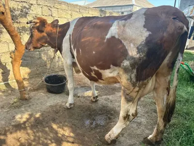 İnək — Heyvanlar, Quşlar, Balıqlar, Bakı