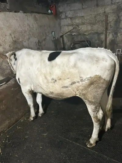 DÜYƏ — Heyvanlar, Quşlar, Balıqlar, Bakı