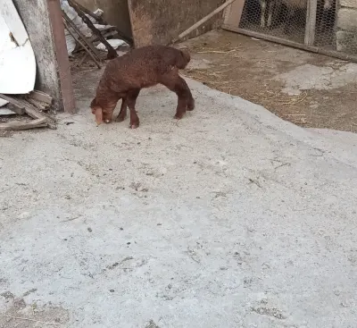 QUZU — Heyvanlar, Quşlar, Balıqlar, Xırdalan