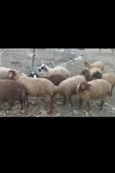 Quzular — Heyvanlar, Quşlar, Balıqlar, Şabran