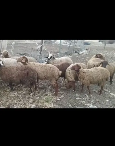 Quzular — Heyvanlar, Quşlar, Balıqlar, Şabran — şəkil 2