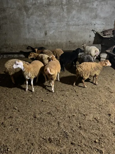 Quzular — Heyvanlar, Quşlar, Balıqlar, Sumqayıt