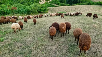 Qoyunlar — Heyvanlar, Quşlar, Balıqlar, Bakı
