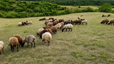 Qoyunlar — Heyvanlar, Quşlar, Balıqlar, Bakı — şəkil 2