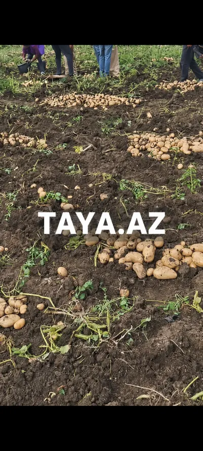 KARTOF — Tərəvəzlər və Göyərtilər, Bakı