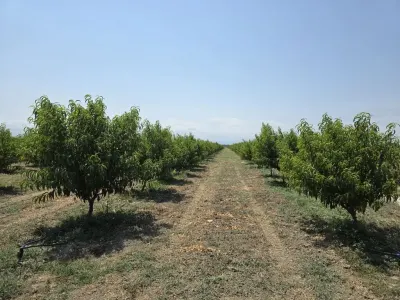 MEYVƏ BAĞI — Kənd Təsərrüfatı Əmlakı, Xaçmaz