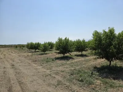 Meyvə bağı — Kənd Təsərrüfatı Əmlakı, Xaçmaz — şəkil 2