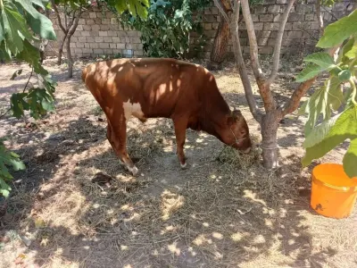 DANA — Heyvanlar, Quşlar, Balıqlar, Xırdalan