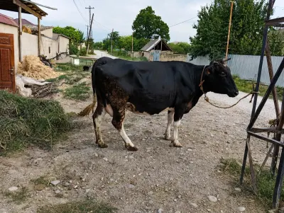 İNƏK — Heyvanlar, Quşlar, Balıqlar, Xaçmaz