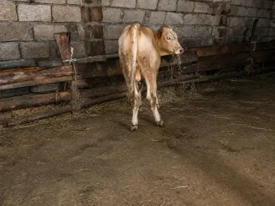 Dana — Heyvanlar, Quşlar, Balıqlar, Bakı