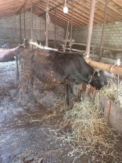 Dana — Heyvanlar, Quşlar, Balıqlar, Bakı