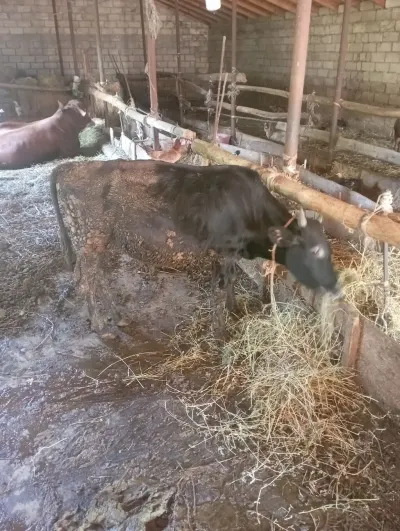 Dana — Heyvanlar, Quşlar, Balıqlar, Bakı — şəkil 2
