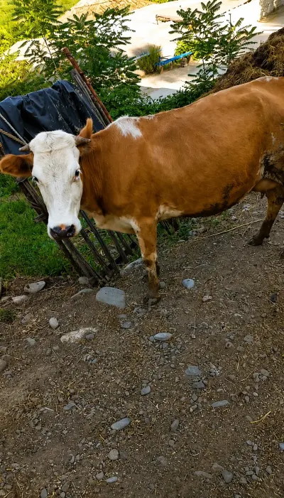 Balalı inək — Heyvanlar, Quşlar, Balıqlar, Quba