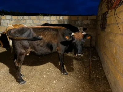 Danalar — Heyvanlar, Quşlar, Balıqlar, Xızı — şəkil 2