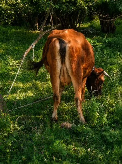 Balalı inək — Heyvanlar, Quşlar, Balıqlar, Qəbələ — şəkil 3