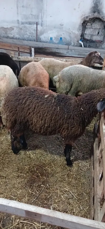 QUZU — Heyvanlar, Quşlar, Balıqlar, Bakı