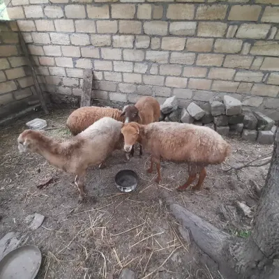 Qoyun — Heyvanlar, Quşlar, Balıqlar, Şəki — şəkil 4