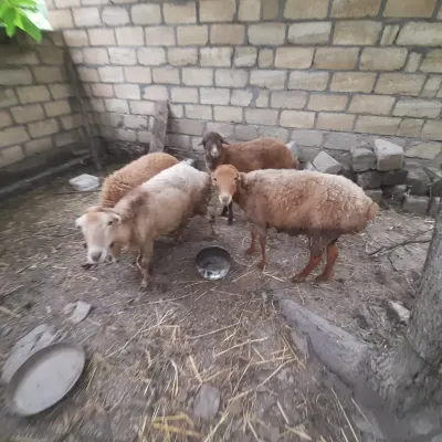 Qoyun — Heyvanlar, Quşlar, Balıqlar, Şəki — şəkil 2