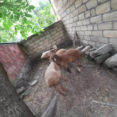 Qoyun — Heyvanlar, Quşlar, Balıqlar, Şəki — şəkil 4