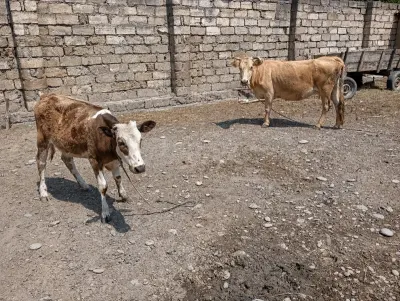 BALALI İNƏK — Heyvanlar, Quşlar, Balıqlar, Xaçmaz