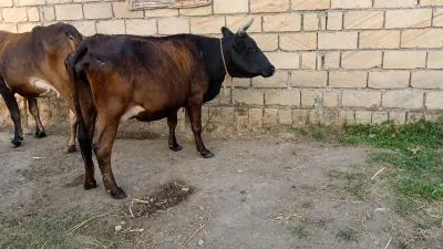 Balalı inək — Heyvanlar, Quşlar, Balıqlar, Lənkəran