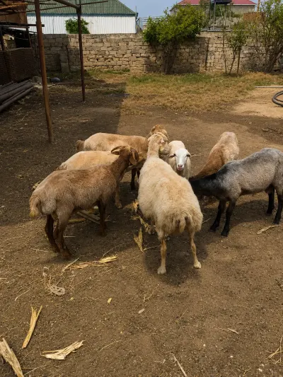 Quzular — Heyvanlar, Quşlar, Balıqlar, Bakı