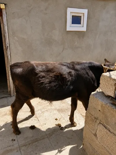 Buzov — Heyvanlar, Quşlar, Balıqlar, Şamaxı — şəkil 2