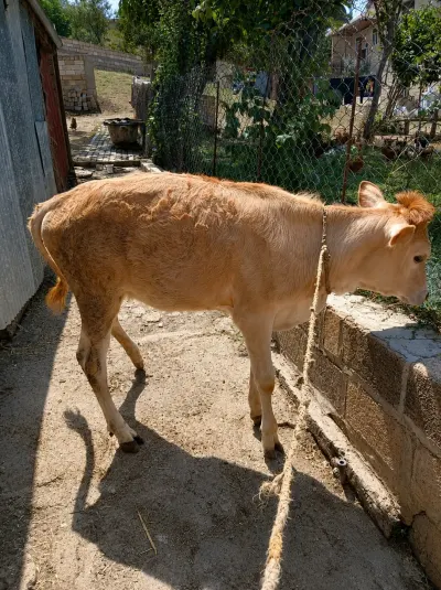 Buzov — Heyvanlar, Quşlar, Balıqlar, Şamaxı