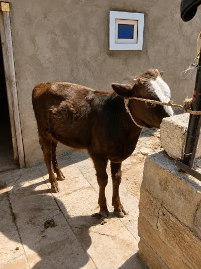 Buzov — Heyvanlar, Quşlar, Balıqlar, Şamaxı — şəkil 3