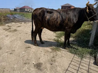 İnək — Heyvanlar, Quşlar, Balıqlar, Bakı