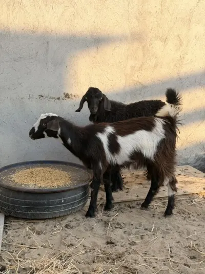 Çəpiş — Heyvanlar, Quşlar, Balıqlar, Bakı