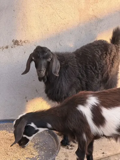 Çəpiş — Heyvanlar, Quşlar, Balıqlar, Bakı — şəkil 4