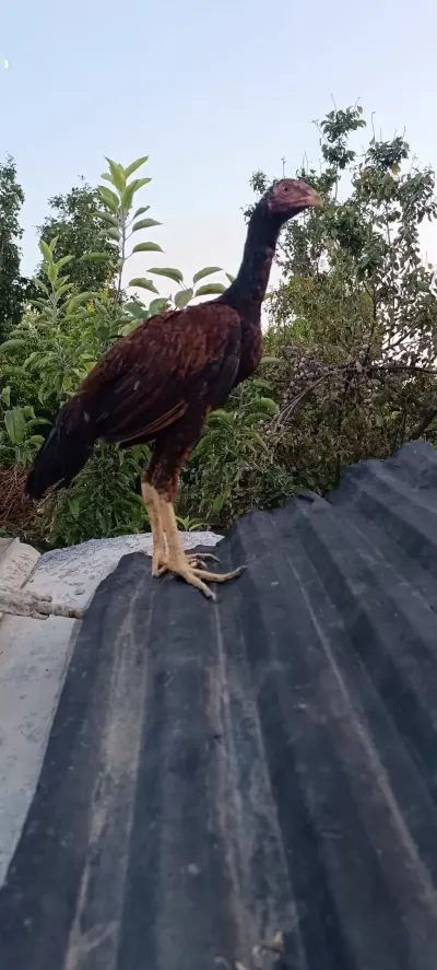 ÇOLPA — Heyvanlar, Quşlar, Balıqlar, Mingəçevir