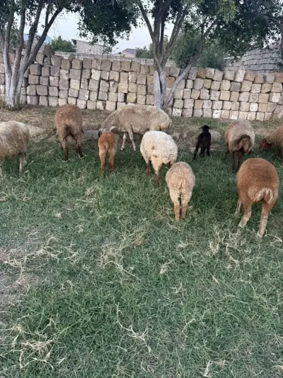 QUZULAR — Heyvanlar, Quşlar, Balıqlar, Bakı