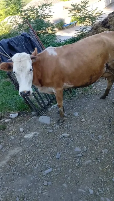 Balalı inək — Heyvanlar, Quşlar, Balıqlar, Quba